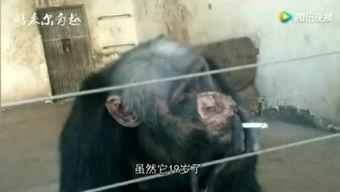 猪妹最新爆料,娱乐圈最新爆料大揭秘!